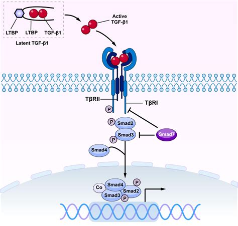 tgf beta 1 protein|TGFB1 gene .